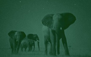 Viewing Elephants in the dark