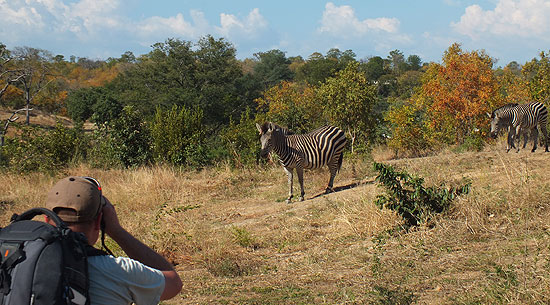 Safari Binoculars