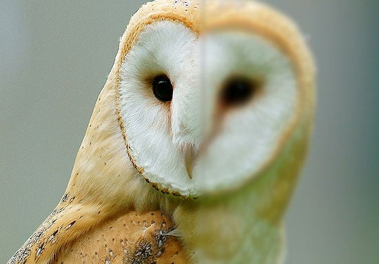 Barn Owl - Focus Example