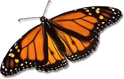 Monarch Butterfly