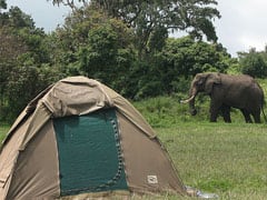 Elephant view: Camping on Safari
