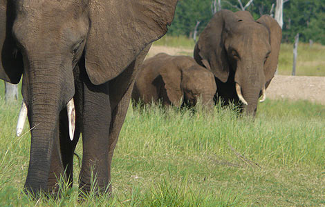 Kariba Elephants