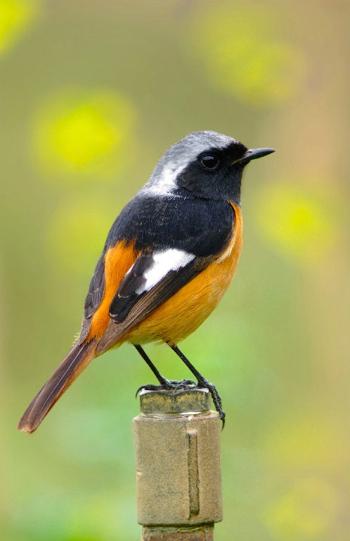 Daurian Redstart digiscoped with a Swarovski Scope and TLS 800 adapter