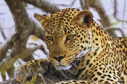 Leopard at the Kruger Nationl Park