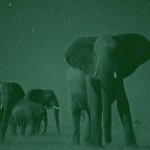 Elephants with night vision