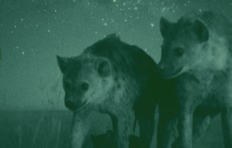 Viewing Hyenas with Night Vision 