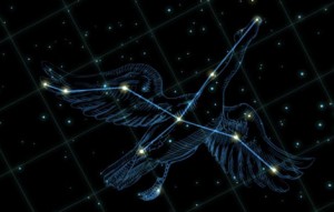 Живая Вселенная Cygnus-the-Swan-300x191