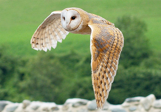 Barn Owl (Tyto alba) in flight - Photo:  Luc Viatour / www.Lucnix.be