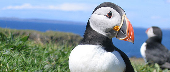 Best binoculars for bird watching 2012 cheap