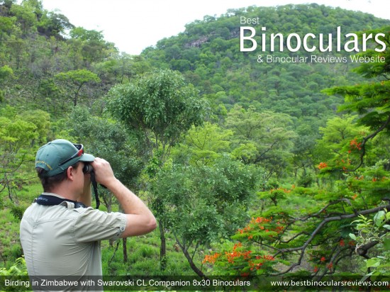 Birding on Safari