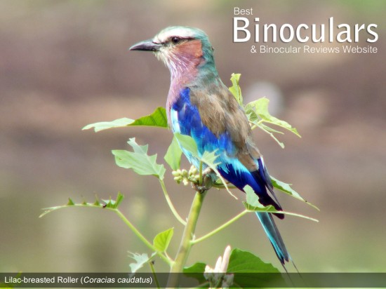 Lilac breasted Roller (Coracias caudatus)