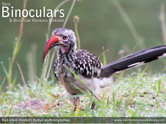 Red-billed-Hornbill-Tockus-erythrorhynchus-large