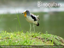 White Crowned Lapwing (Plover) (Vanellus albiceps)