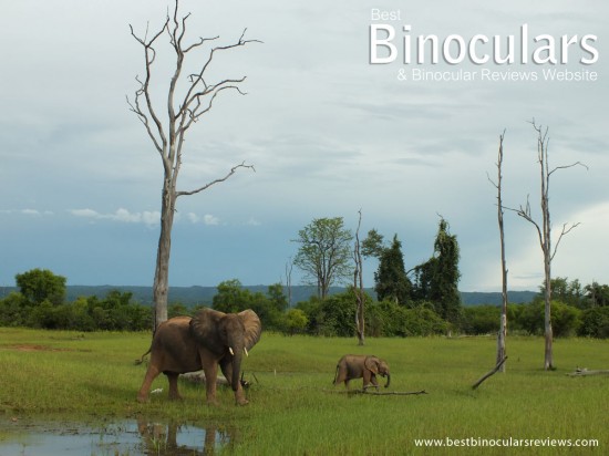 Elephants on the banks of the Umi River in Zimbabwe