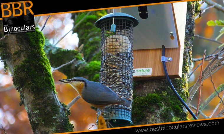 Nuthatch on the Gardenature Bird Feeder Camera System