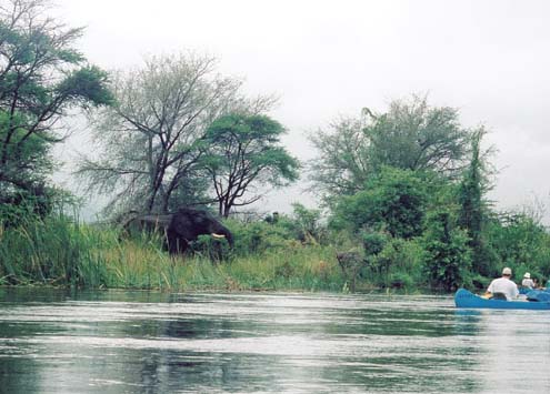 Viewing Elepahnts whilst kayaking/canoeing down the Zambezi river (2001)
