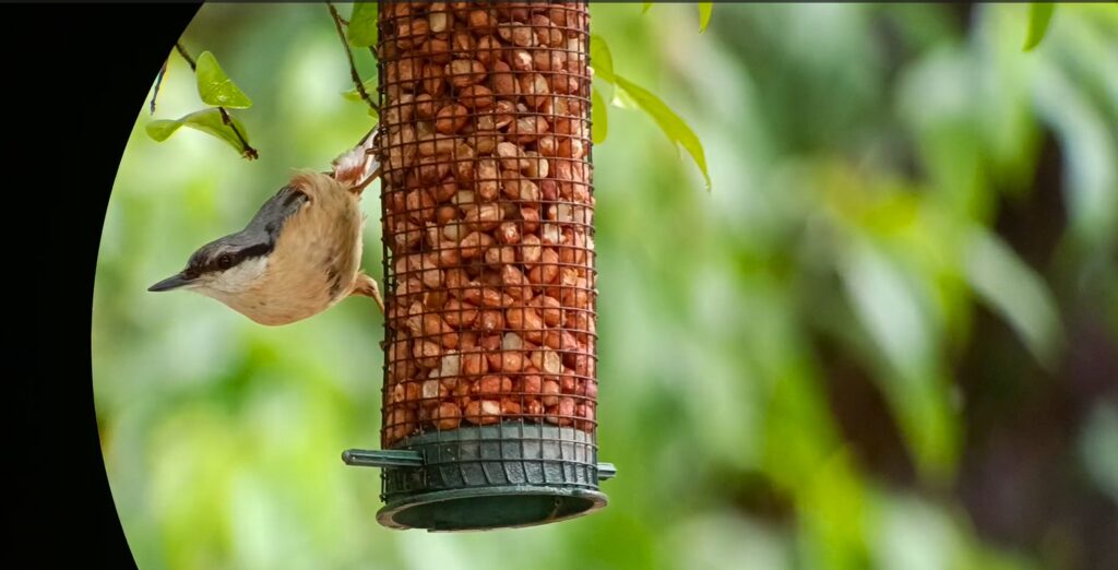 Screen grab from a digiscoped video I shot through the Kite APC Stabilized Spotting Scope - shows great vibrant colors, good contrast, no color fringing, and almost no vignetting or fuzziness at the edges of the view - excellent