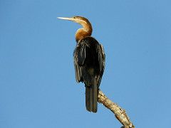 Darter (Anhinga melanogaster) on Safari in The Gambia 