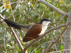 Senegal Coucal Centropus senagalensis