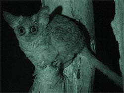 Greater Bush Baby (Galago crassicaudatus) with night vision