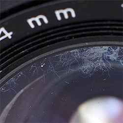 Lens Fungus