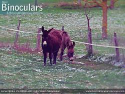 Daytime Sample Photo - Luna Optics LD-DM60-HD Monocular