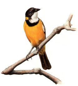 Birding Illustration