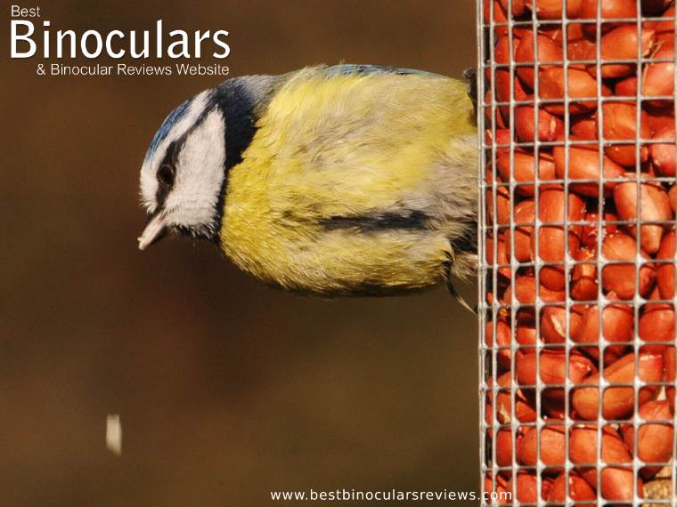 Backyard Birding - Blue Tit on a Bird Feeder