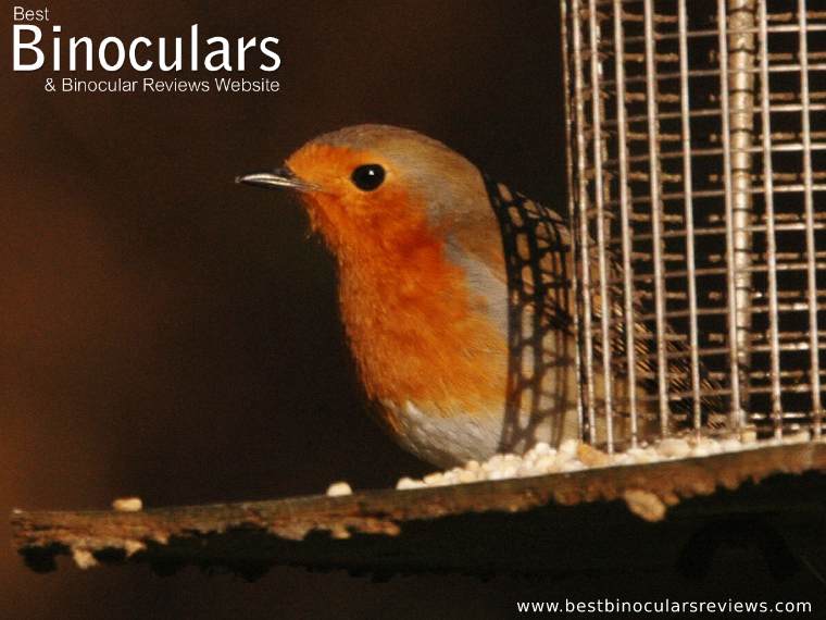 Backyard Birding - Robin on a Bird Feeder