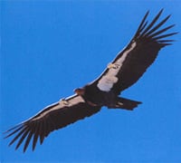 Eagle Optics California Condor Recovery Program