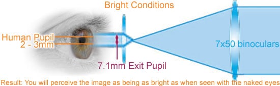 7x50 Binoculars in Bright Conditions