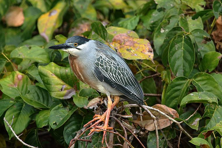 Striated Heron