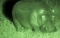 Hippo viewed with Night Vision