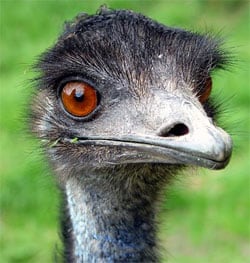 National Bird of Australia, the Emu (Dromaius novaehollandiae)