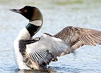 National Bird of Canada, the Common Loon (Gavia immer)