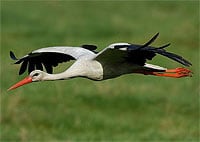 National Bird of Germany, the European White Stork (Ciconia ciconia)